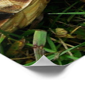 Hunguest Tortoise - "Om nom nom" Poster (Ecke)