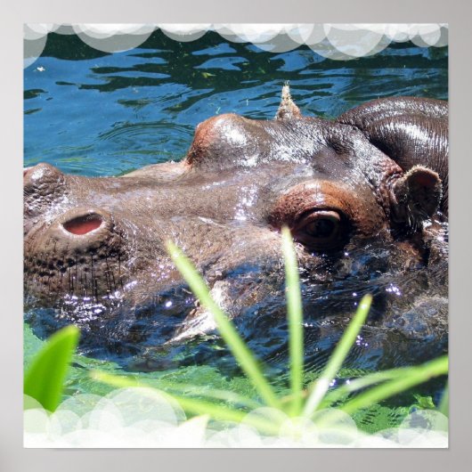 Hunguposter Hippo Poster (Vorne)
