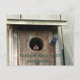 Hungy Baby Bird Sparrow Foto Postkarten