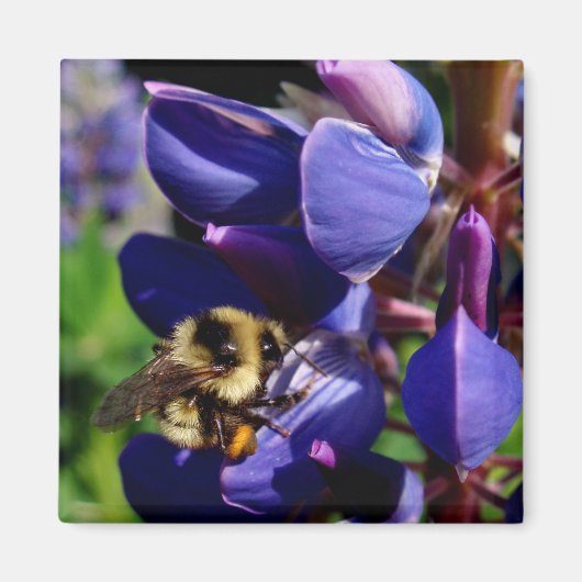 Hunny Bee Magnet (Vorne)