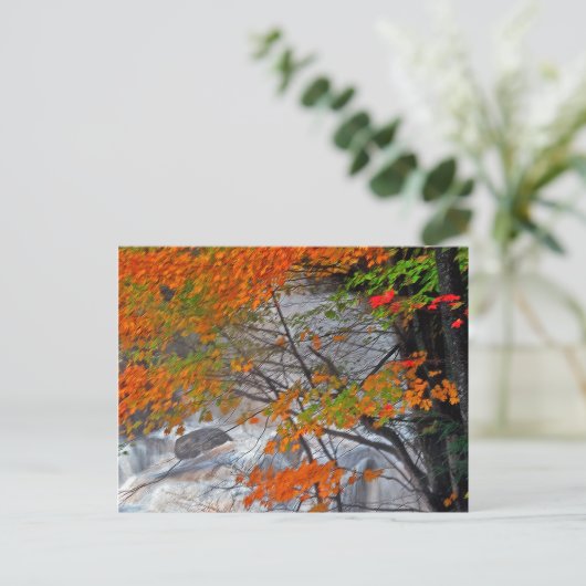 Hunter Mountain Stream Postkarte (Stehend Vorderseite)