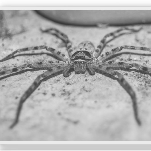 Huntsman Spider Aufkleber (Vorderseite)