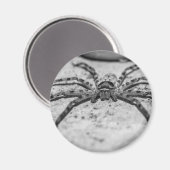 Huntsman Spider Magnet (Vorderseite/Rückseite)