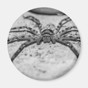 Huntsman Spider Magnet
