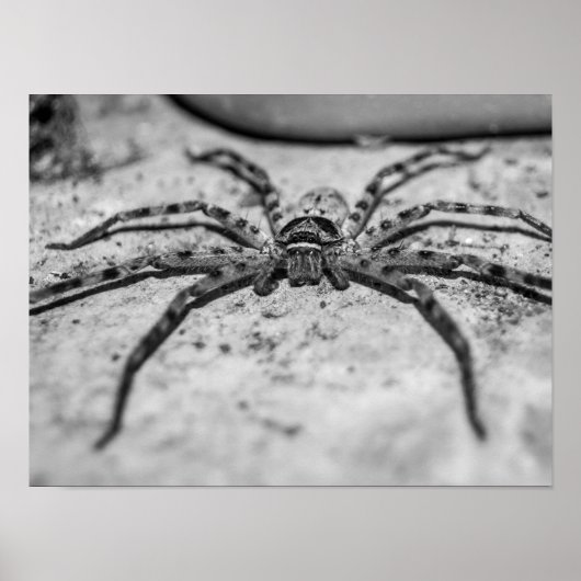 Huntsman Spider Poster (Vorne)