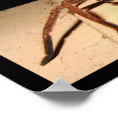 Huntsman Spider Poster (Ecke)