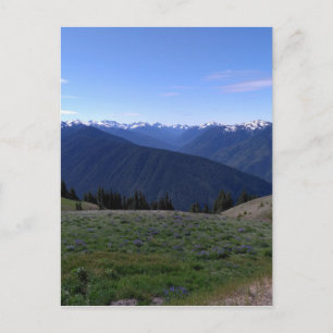 Hurricane Ridge - Olympic National Park Postkarte