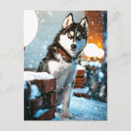 Huskey Pet Dog Foto Postkarte