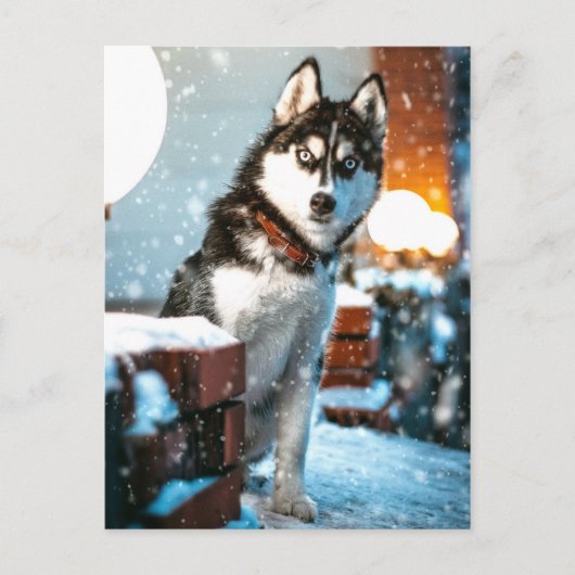 Huskey Pet Dog Foto Postkarte (Vorderseite)