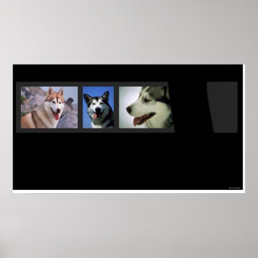 Huskies drucken poster (Vorne)