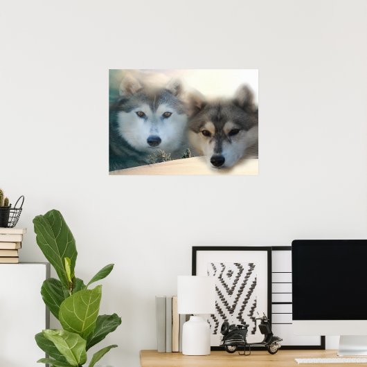 Huskies-Poster Poster (Heimbüro)