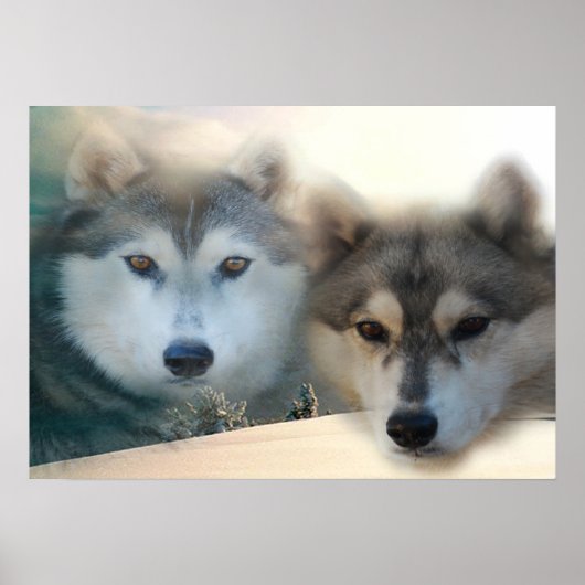 Huskies-Poster Poster (Vorne)