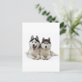 Huskies Postkarte (Stehend Vorderseite)