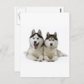 Huskies Postkarte (Vorne/Hinten)