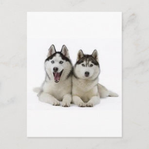 Huskies Postkarte