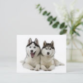 Huskies Postkarte (Stehend Vorderseite)