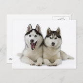 Huskies Postkarte (Vorne/Hinten)