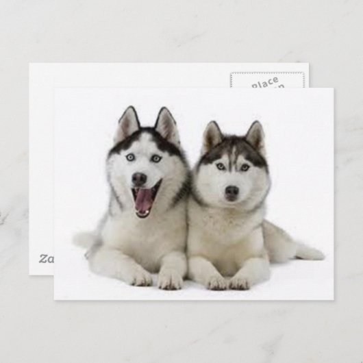 Huskies Postkarte (Vorne/Hinten)