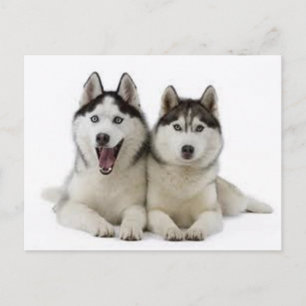 Huskies Postkarte