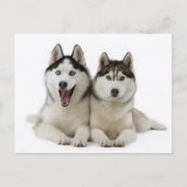 Huskies Postkarte (Vorderseite)