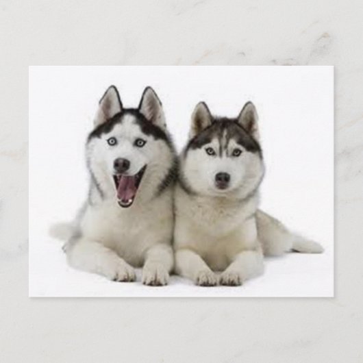 Huskies Postkarte (Vorderseite)