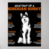 Husky | Anatomie sibirischer Hunde Poster (Vorne)