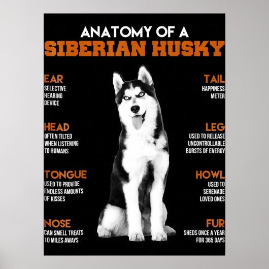 Husky | Anatomie sibirischer Hunde Poster (Vorne)