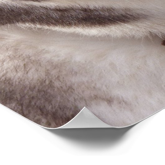 Husky Art Print Sled Dog Art Poster Husky Geschenk (Ecke)