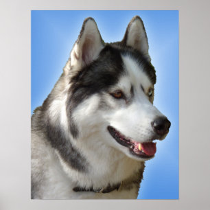 Husky Art Print Sled Dog Art Poster Husky Geschenk
