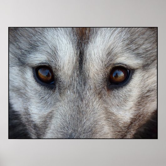 Husky Art Print Sled Dog Art Poster Wolf Pup Gesch (Vorne)