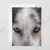 Husky-blaue Augen Postkarte (Vorne/Hinten)
