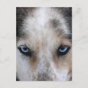 Husky-blaue Augen Postkarte