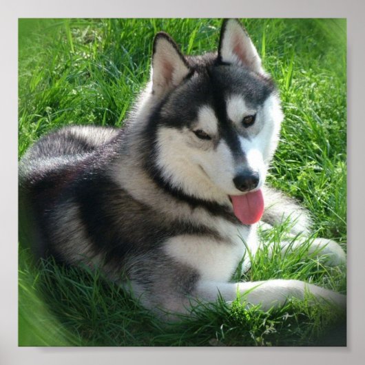 Husky Canvas Print Poster (Vorne)