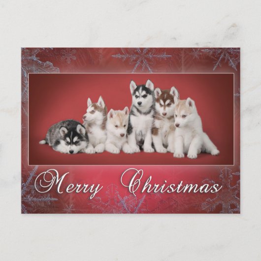 Husky Christmas Feiertagspostkarte (Vorderseite)