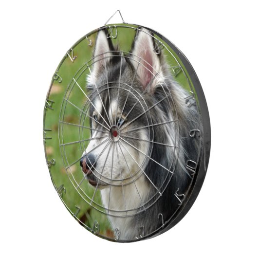 Husky Dartscheibe (Vorderseite rechts)