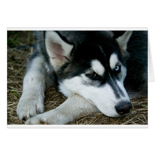 Husky Dog (Vorderseite (Horizontal))