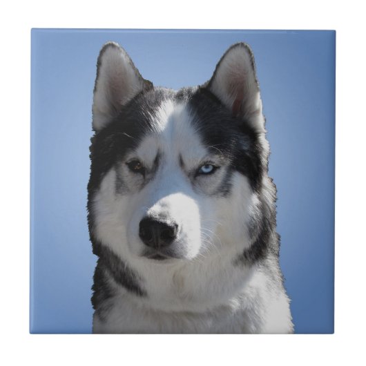 Husky Dog Art Keramik Tile Malamute Wolf Eyes Gesc Fliese (Vorderseite)