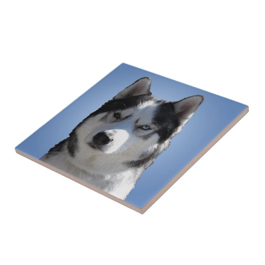 Husky Dog Art Keramik Tile Malamute Wolf Eyes Gesc Fliese (Seite)