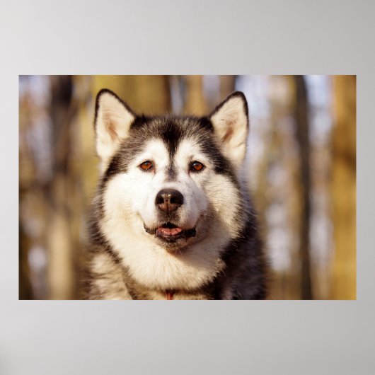 Husky Dog Beautiful Art Print Poster (Vorne)