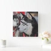 Husky dog before a race, Canada Quadratische Wanduhr (Zuhause)