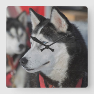 Husky dog before a race, Canada Quadratische Wanduhr