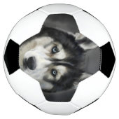 Husky Dog Big Dog Animal Pet Fußball (Gedreht)