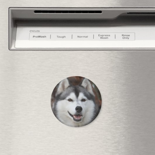 Husky Dog Magnet (In Situ (Geschirrspüler))