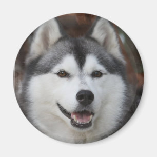 Husky Dog Magnet