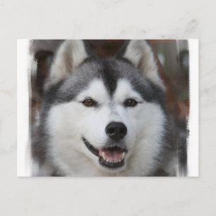 Husky Dog Postcard Postkarte