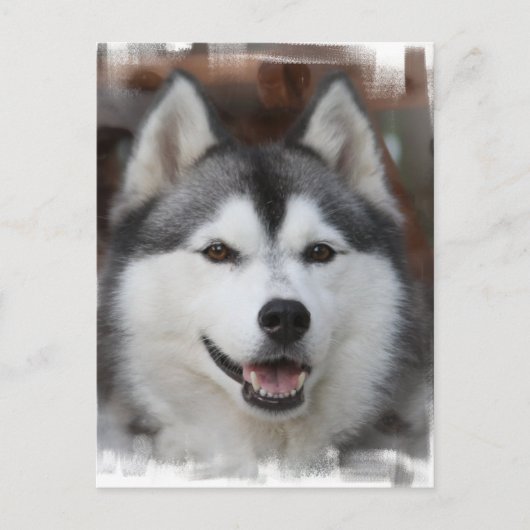 Husky Dog Postcard Postkarte (Vorderseite)