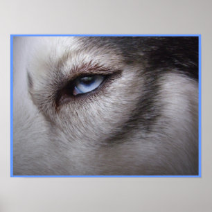 Husky Eye Poster Sled Dog Art Poster Husky Geschen