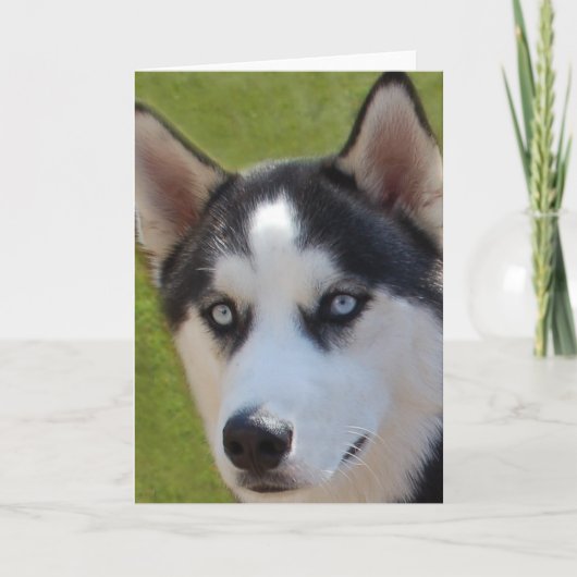 Husky-Foto-Grußkarte Karte (Vorderseite)