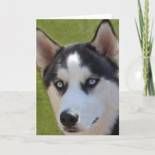 Husky-Foto-Grußkarte Karte