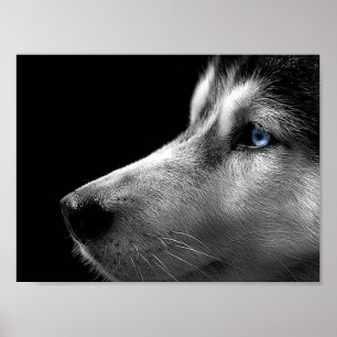 Husky-Gesicht Poster